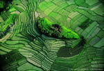 Ilôts dans les rizières en terrasse de Bali, Indonésie - Yann Arthus-Bertrand